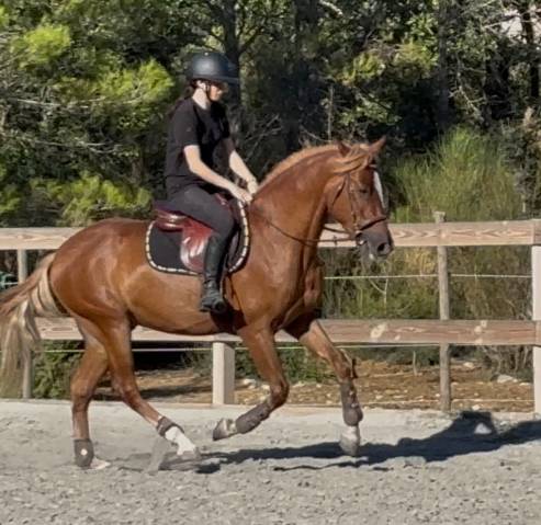 Hongre cruzado 3ans cso