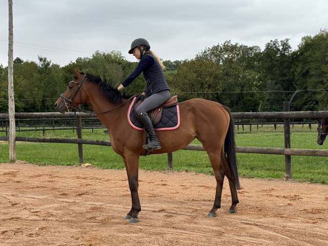 Adorable jument ps de 4 ans