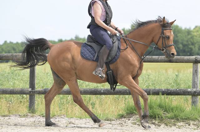 Shah nassim pur-sang arabe hongre 8 ans