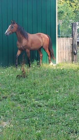 Trotteur 2 ans et demi