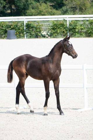 Poulain selle francais fynch hatton/voltaire/vitalis