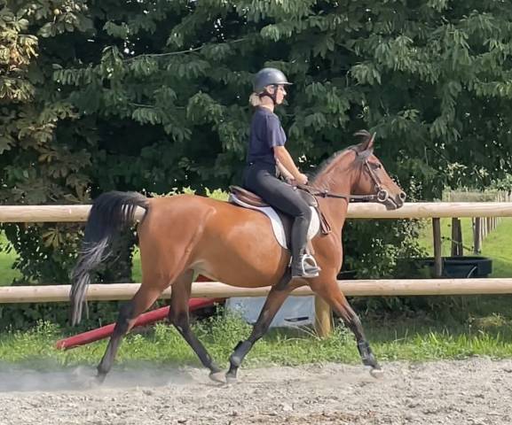 Jument pur sang arabe - 6 ans