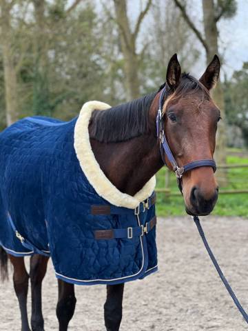 Jument - lady venesi - 4 ans - trotteur francais