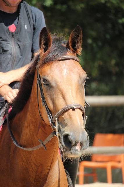 Jument 4 ans a vendre paca