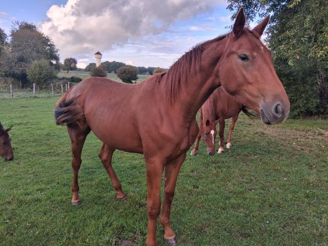 Pouliche 18 mois par hitchcock bois margot/ scareface d