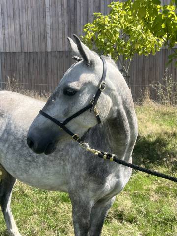 Poney français de selle type welsh