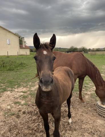 Pouliche demi sang arabe