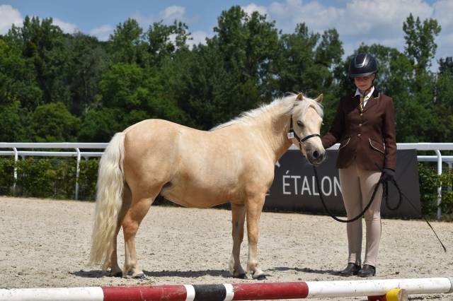 Hongre shetland pp grande taille