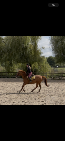 Jument pur sang 10ans loisir