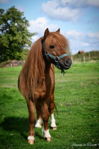 Hongre de 4 ans