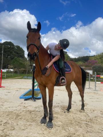 Dayron, selle francais, de 12 ans