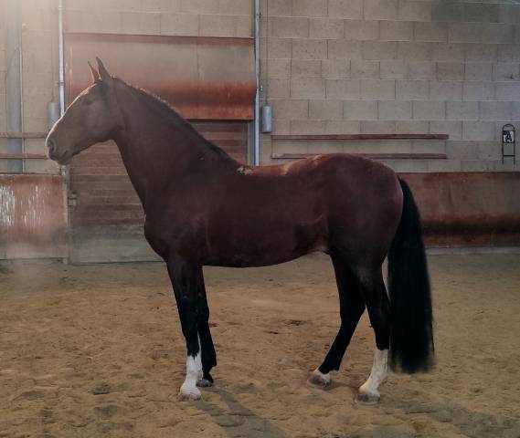 étalon pur race espagnol