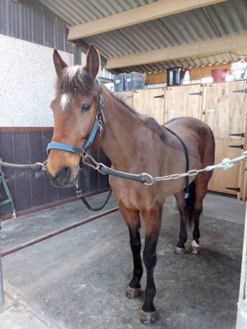 Tf 8 ans à vendre 5000€ négo ok (vidéos ds l'annonce)