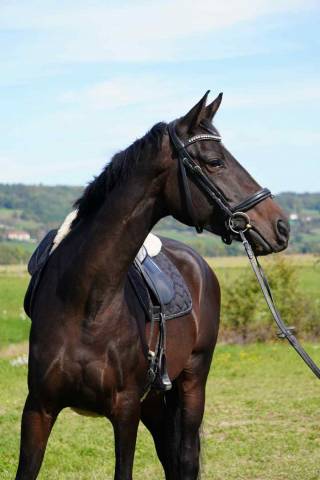 Jument - 5 ans - totilas x soliman
