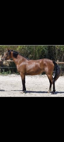 Fem, connemara, baie, 3 ans
