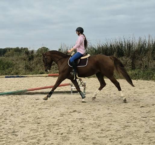 Hongre dressage cce hunter