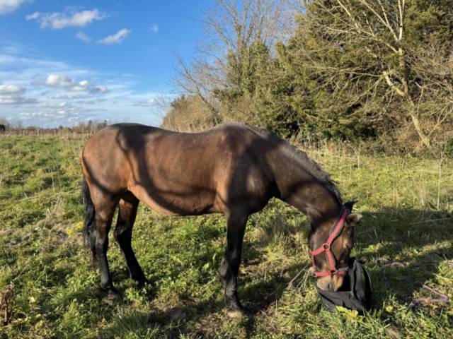 Andalou jument très gentille de 17 ans