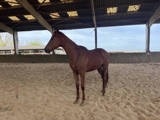 ‼️ urgent ‼️