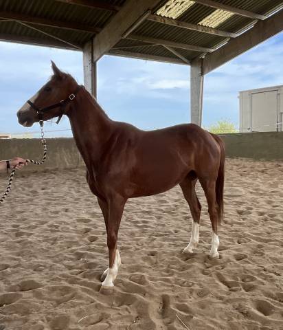 ‼️ urgent ‼️