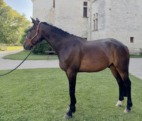Très bel hongre trotteur français