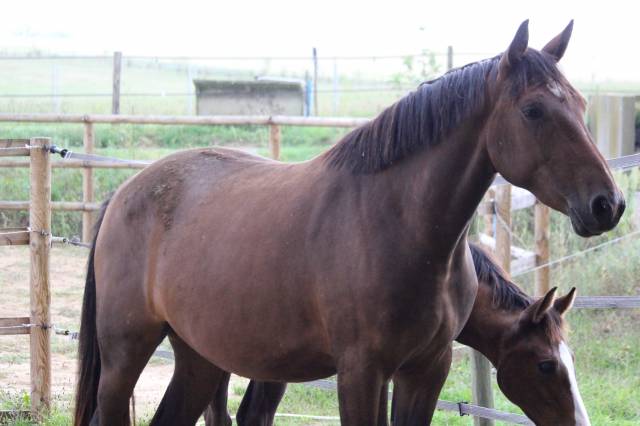 Petite jument par candy de nantuel