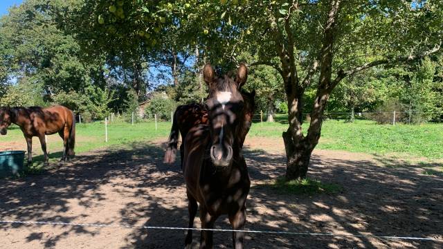 Poulain anglo arabe section 1