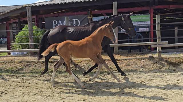 Excellent poulain de dressage