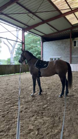 Top cheval amateur potentiel 130-135