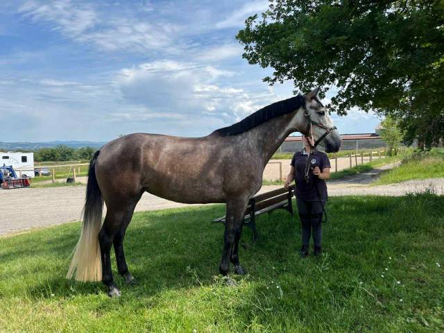 Jument kwpn x lusitanien