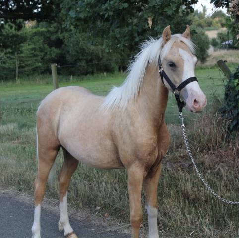Poulain palomino