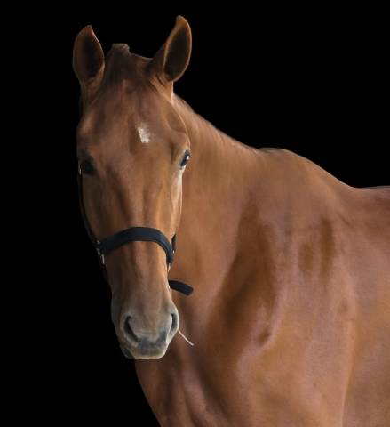 A vendre jument de 3,5 ans pour le grand sport