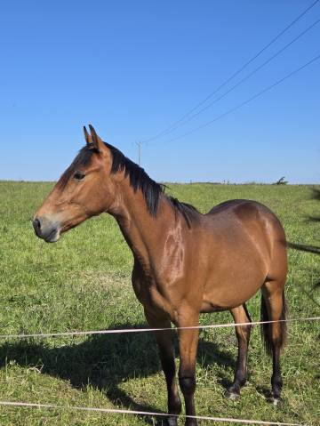 Jeune jument proche de l'homme