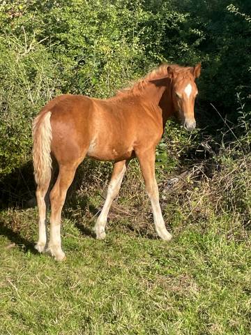 Pouliche franches-montagnes alezan crin lavés