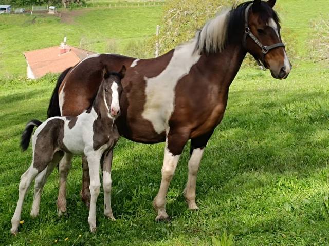 Poulinière onc origine paint pleine paint horse