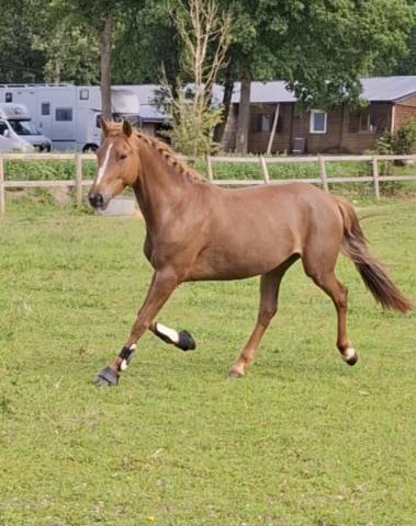 Top ponette 6ans prête pelite as2 a terme as1
