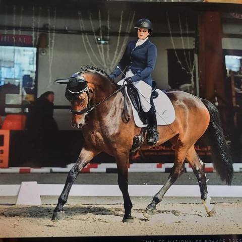 Jument d'avenir 4 ans sf opportunite pour vente rapide