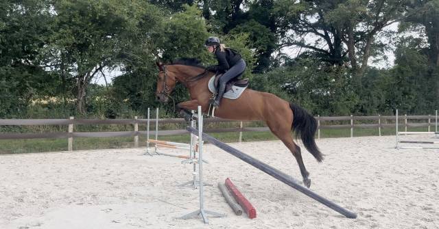 Jument sf - 4 ans - par canturano x jarnac