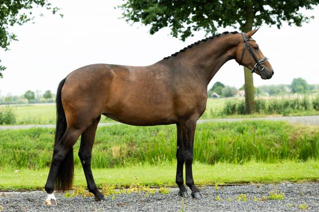 Talentueuse jument kwpn