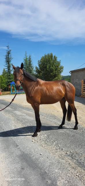 Jument selle français 4ans