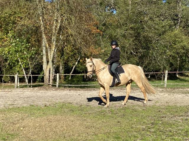 Joli hongre palomino oc de 4 ans