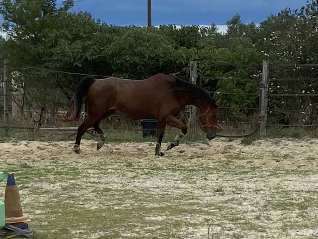 Vds hongre cso 10ans