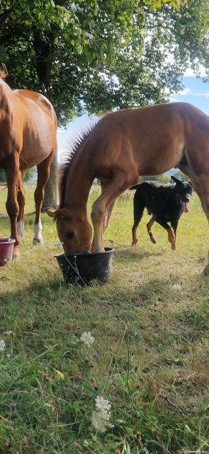 Poulain selle français pp