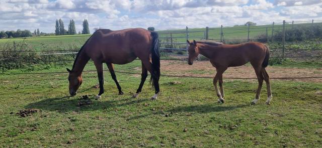 Poulinière selle français + pouliche