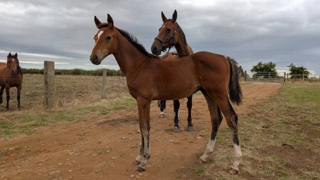 Poulain selle français, lignée 10/10