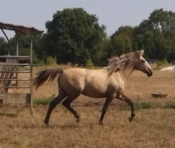 Opale de sermentol oc