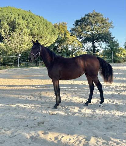 Pouliche née en mai 2024 par qlassic bois margot