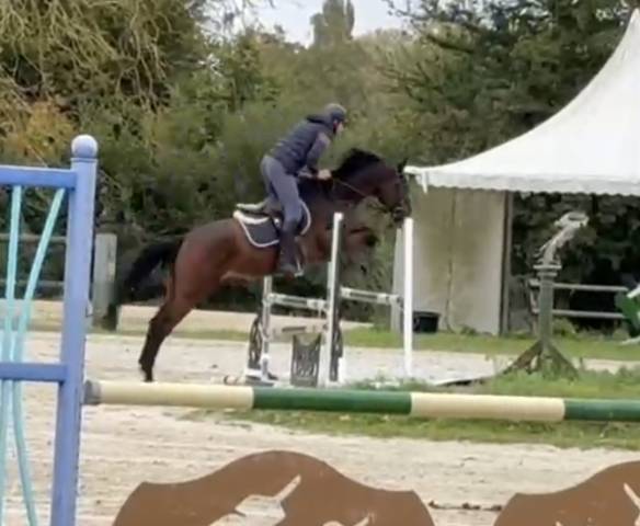 Demi pension cheval de sport