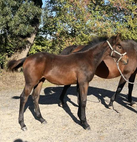 Pouliche - 6mois par qlassic bois margot