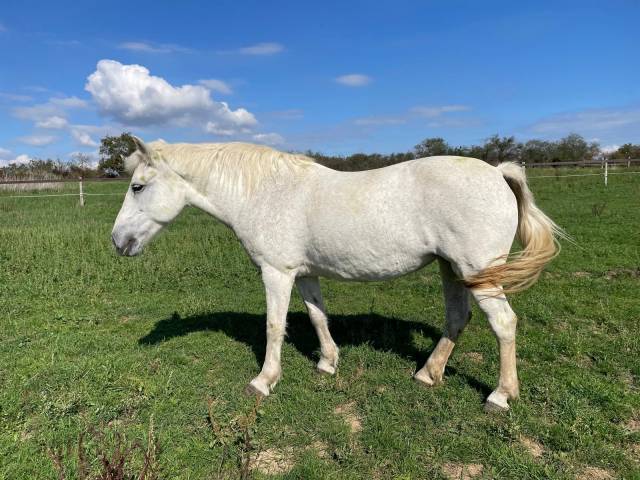 Ponette a placer contre bon soins