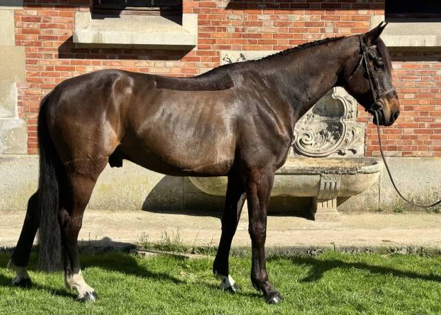 Très beau hongre 6 ans dressage - 1,72m - noir/bai brun